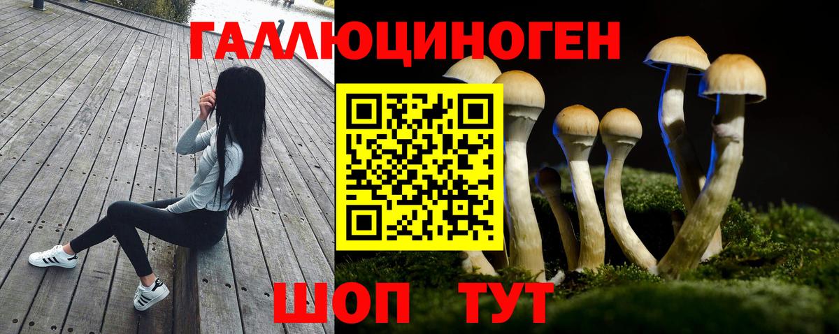 Псилоцибиновые грибы GOLDEN TEACHER Чернушка